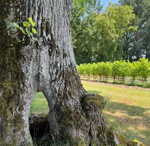 Aamiaismajoitus (B&B) Chateau Carbonneau