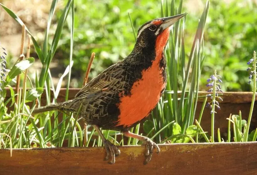 ホテル Estancia La Angostura