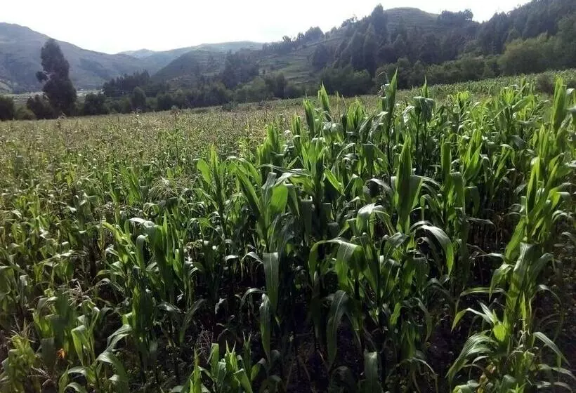 ホテル Hostal Inca