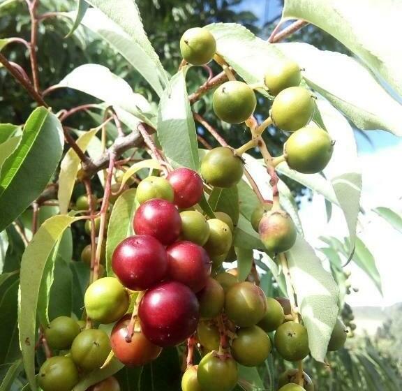 בית מלון כפרי Hostal Inca