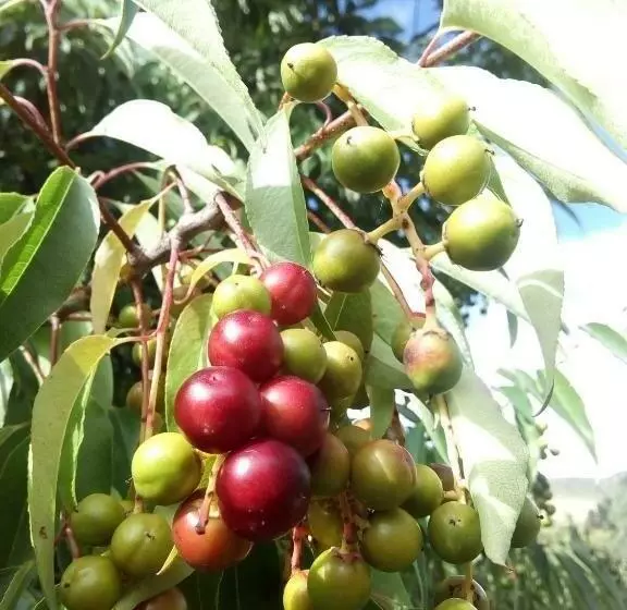 ホテル Hostal Inca