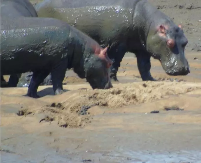 پانسیون Idc Guest House