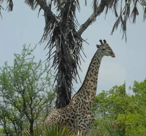 پانسیون Idc Guest House