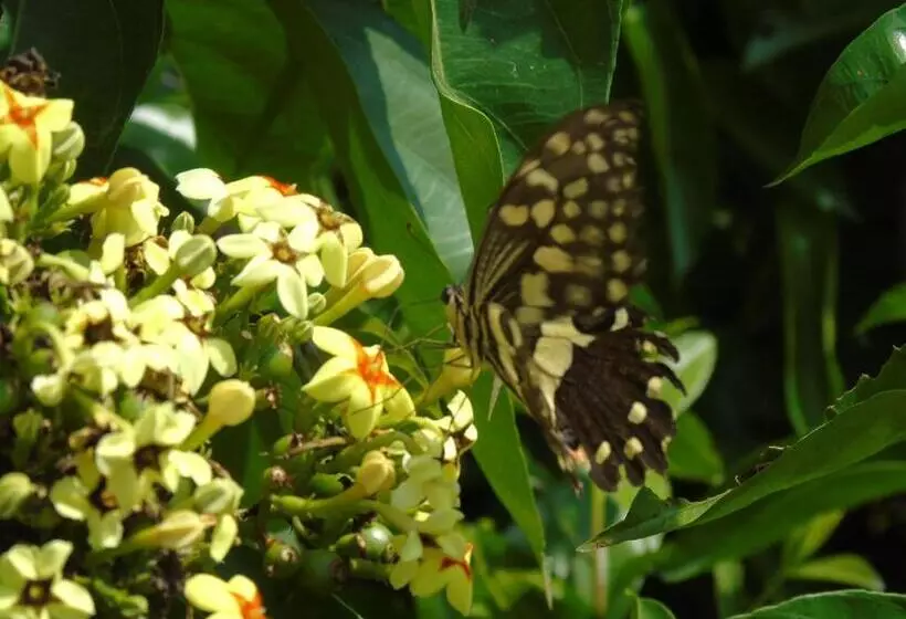 پانسیون Idc Guest House