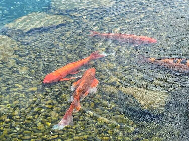 بنسيون Amenity Penzion Horni Vestonice