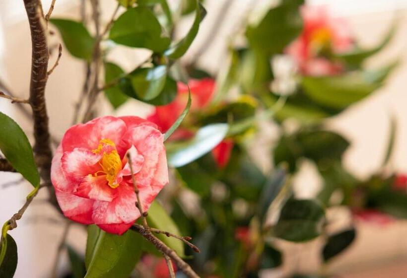 ريوكان Sakurajima Seaside