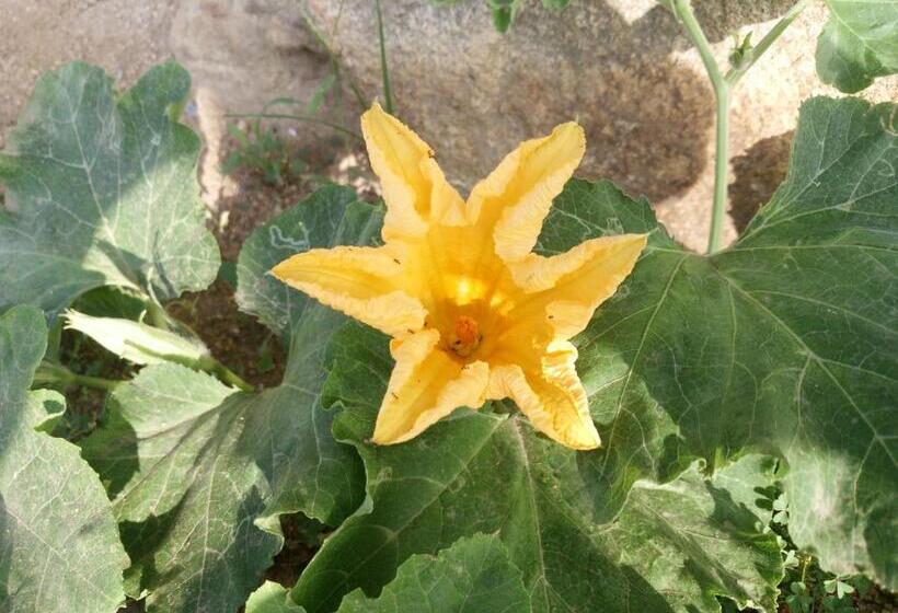 Hostel ペンションみかんの郷