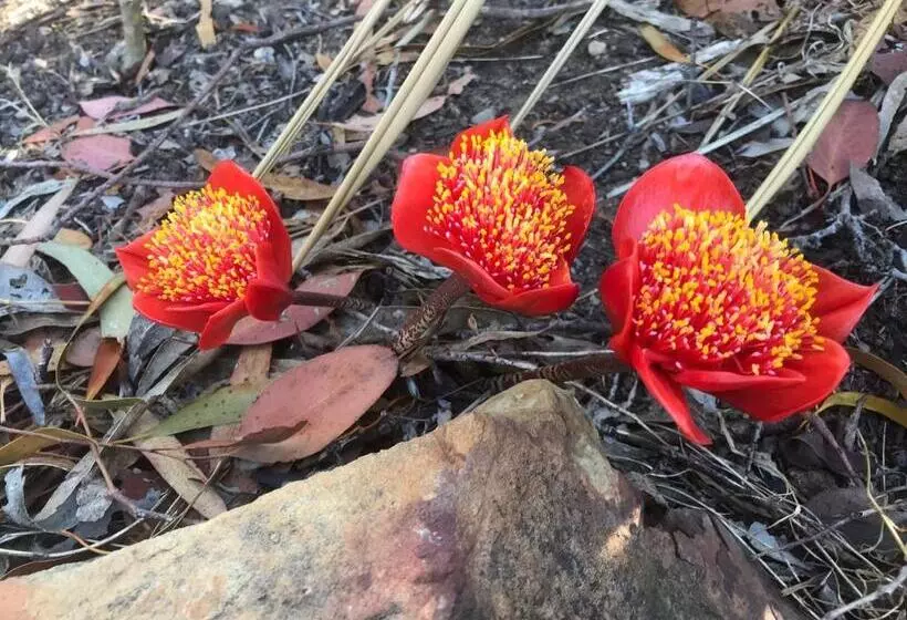 ベッドアンドブレックファースト Stephanie’s Country Cottages