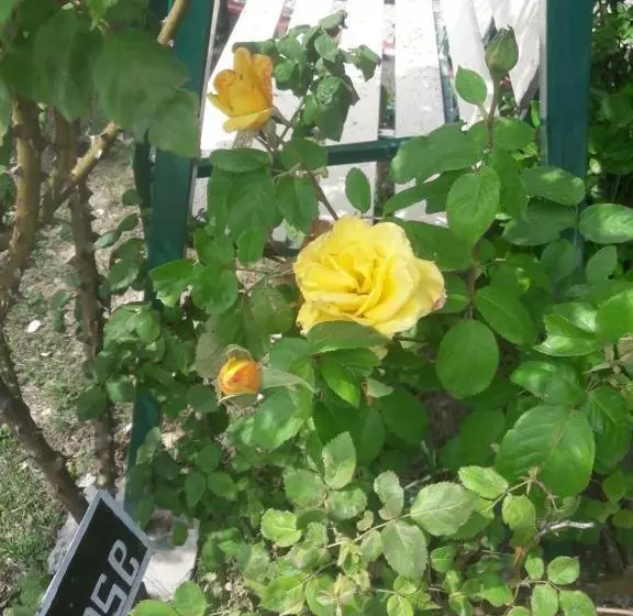 ホテル Snow King Retreat  Himalayan View , Revolving Restaurant , Pinewood Cottages , Huts , Villas , Rooms