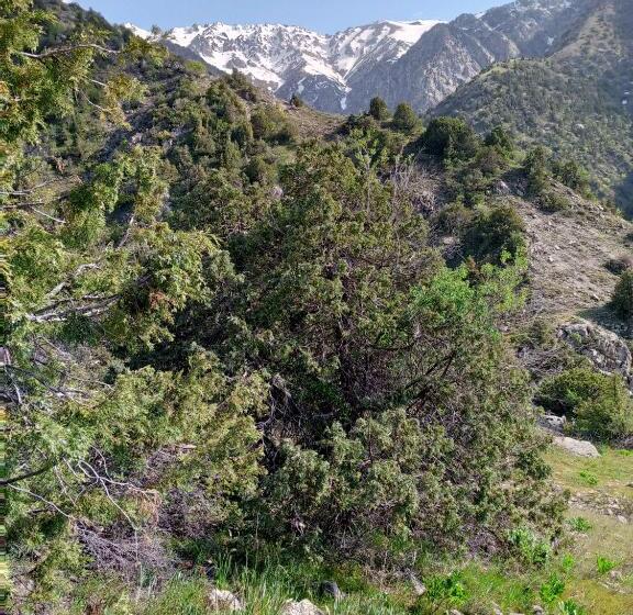 פנסיון Spring Family Guest House