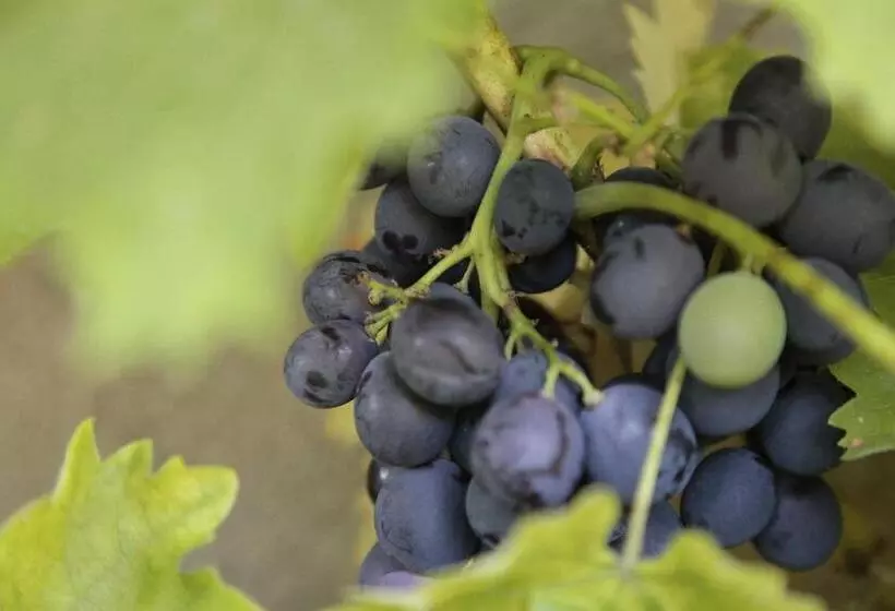 Aamiaismajoitus (B&B) L Ancre Vive