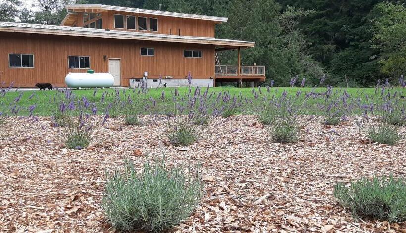 Angels Rest B&b Lavender Farm