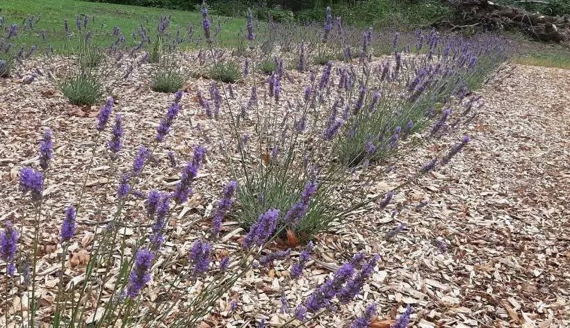 Angels Rest B&b Lavender Farm