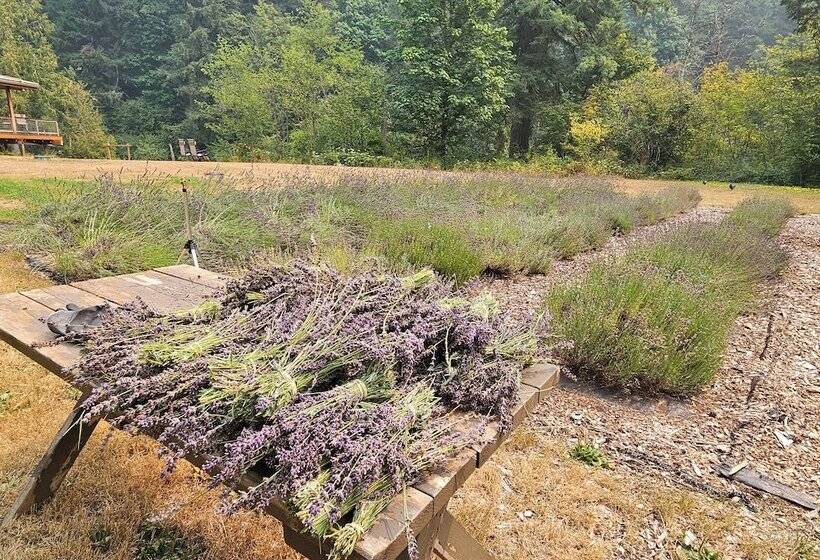 Angels Rest B&b Lavender Farm