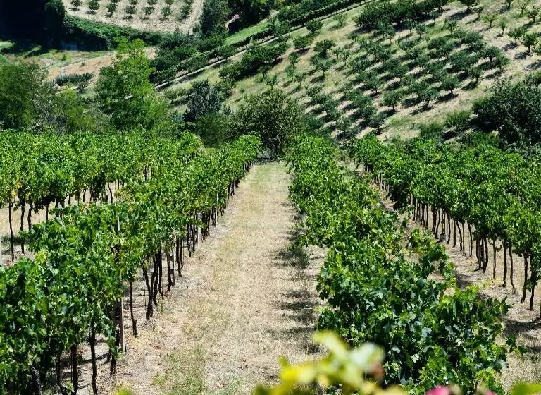 ホテル Podere Baratta Agriturismo E Cantina