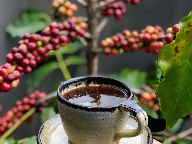 هتل Bourbon Hostal