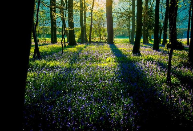 Hotel The Chilterns Fox