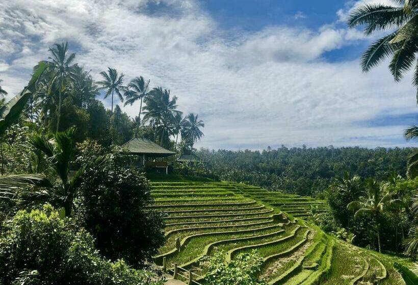 Resort Clove Tree Hill