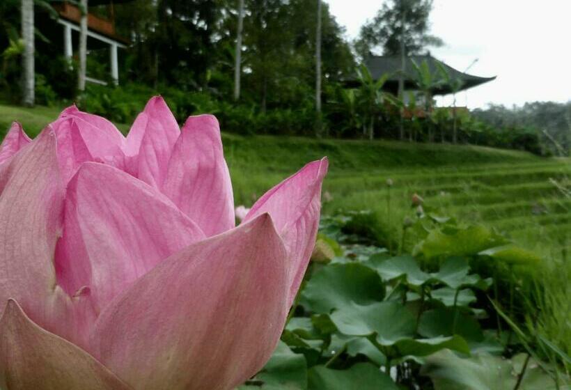 Kurort Clove Tree Hill