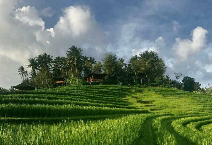 Resort Clove Tree Hill