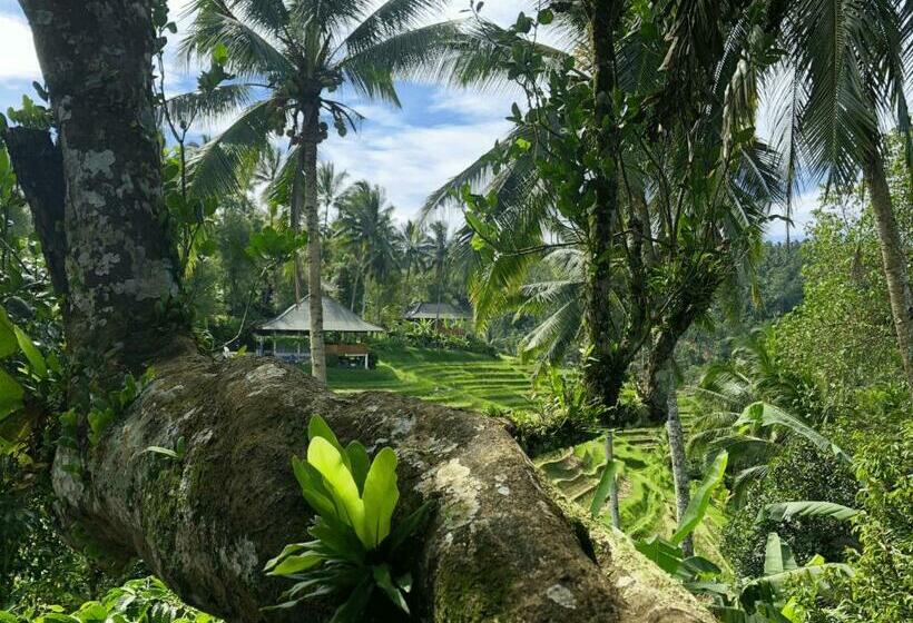 Resort Clove Tree Hill