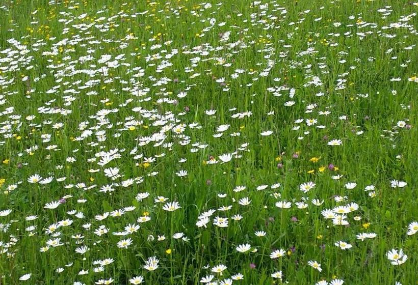 پانسیون Guest House Pr Ambružarju & Apartments