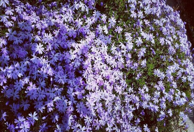 پانسیون Guest House Pr Ambružarju & Apartments