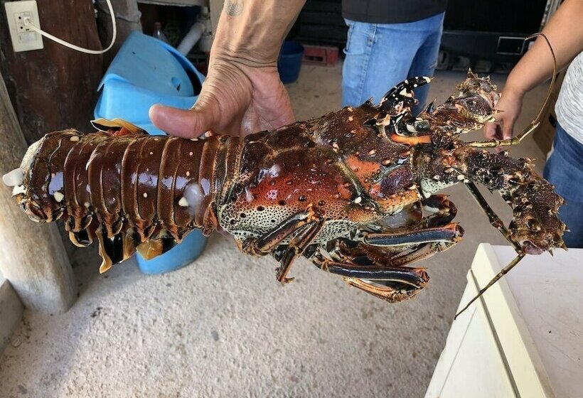 Отель Camping Lunas Bar