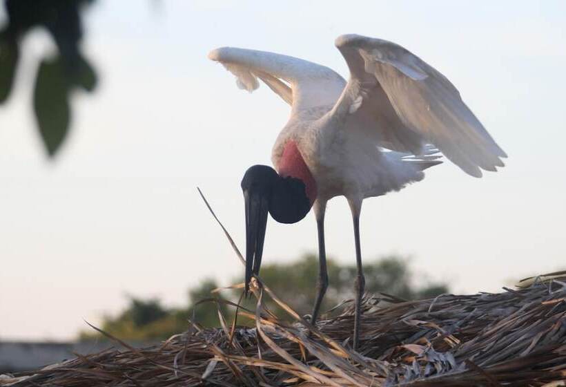 فندق Pantanal Mato Grosso