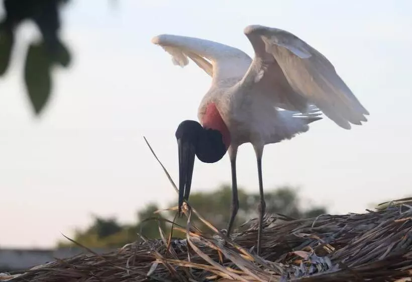 Отель Pantanal Mato Grosso