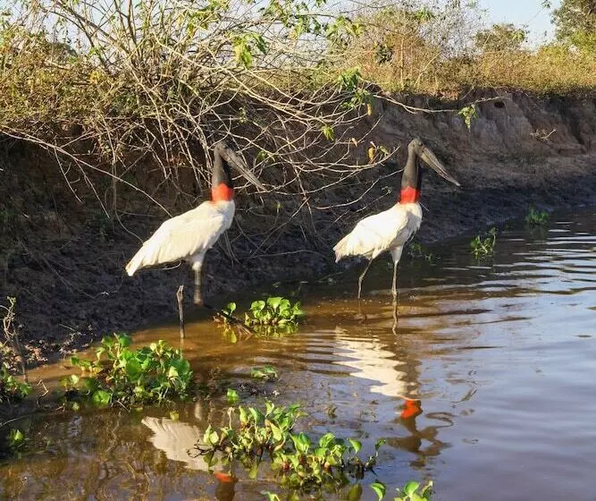 Отель Pantanal Mato Grosso