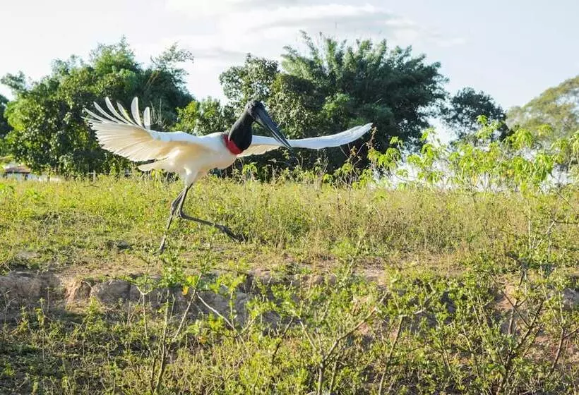 Отель Pantanal Mato Grosso