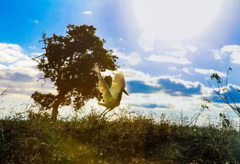 Отель Pantanal Mato Grosso