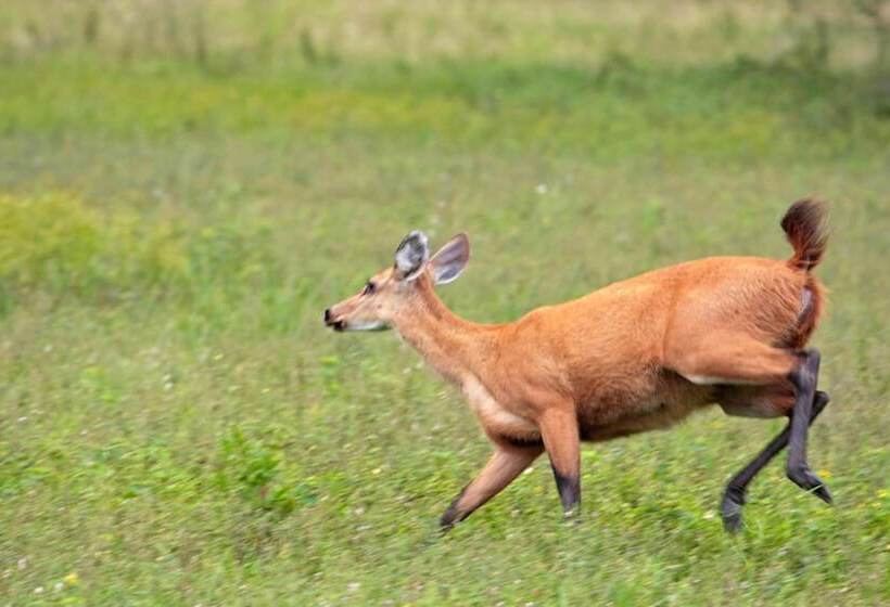 فندق Pantanal Mato Grosso