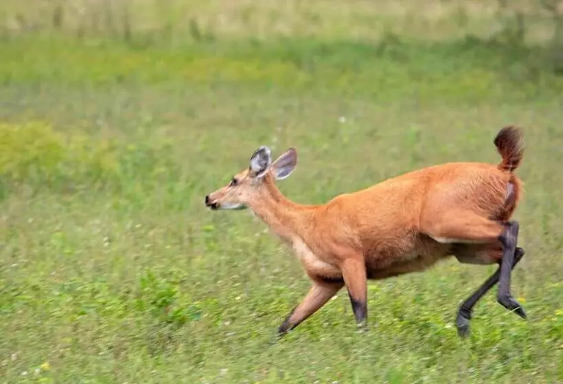Отель Pantanal Mato Grosso