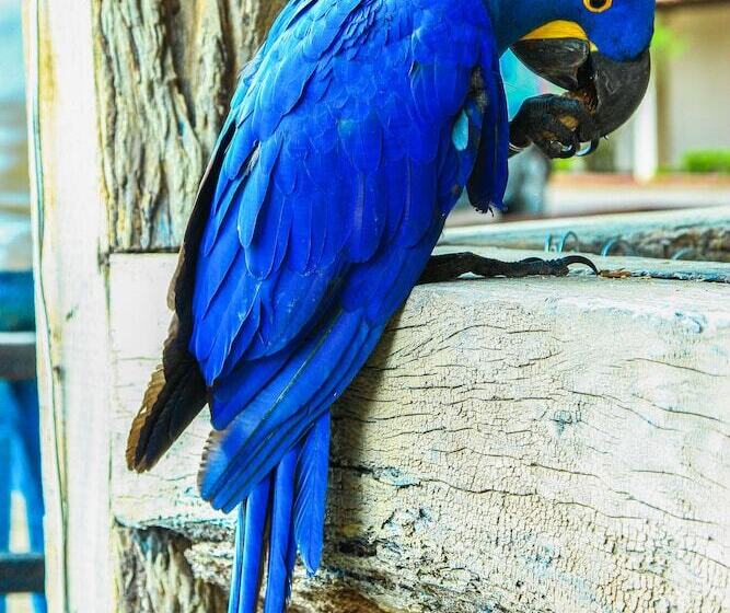 فندق Pantanal Mato Grosso