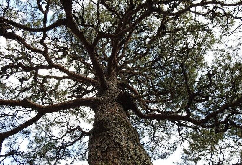 בית מלון כפרי Koyasan Sekishoin