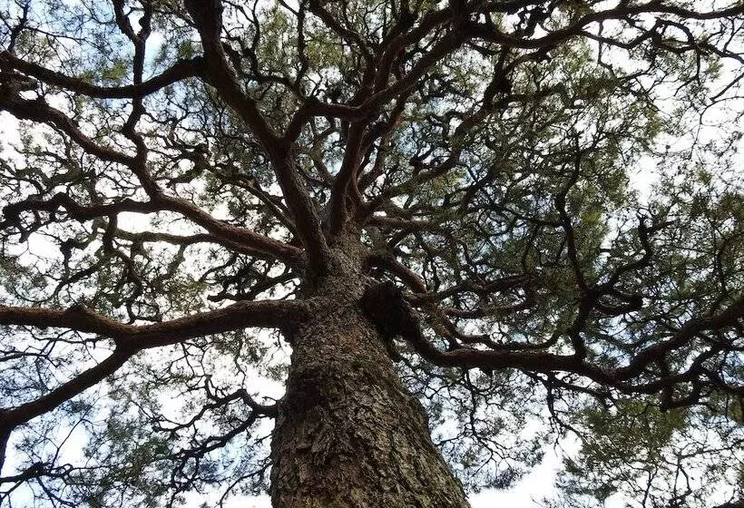 فندق Koyasan Sekishoin