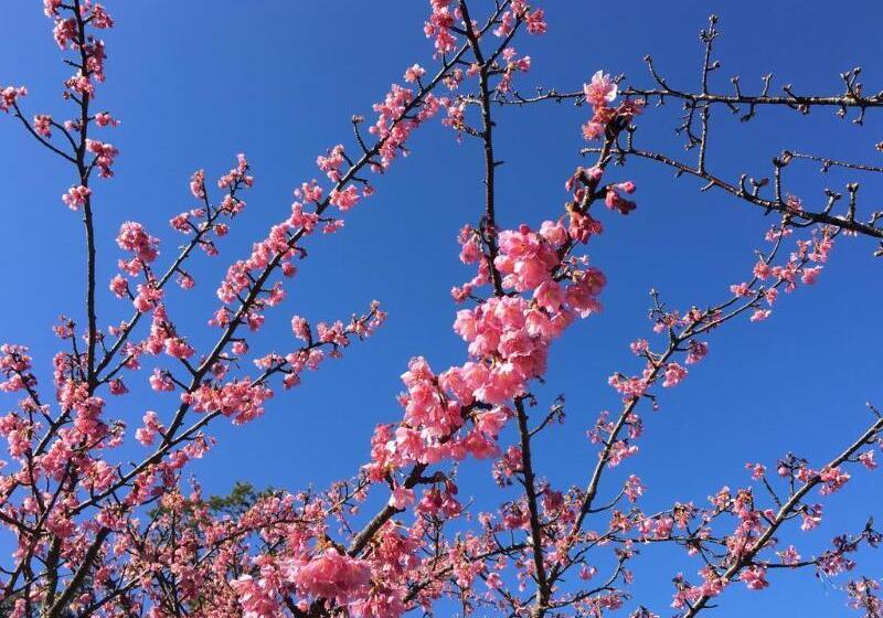 Отель Dogashima Onsen