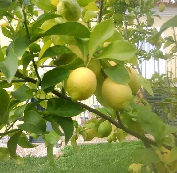호텔 Quinta Do Ribeirinho