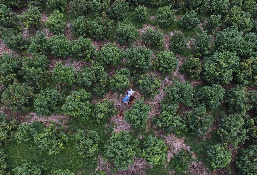 Отель Hacienda Bambusa