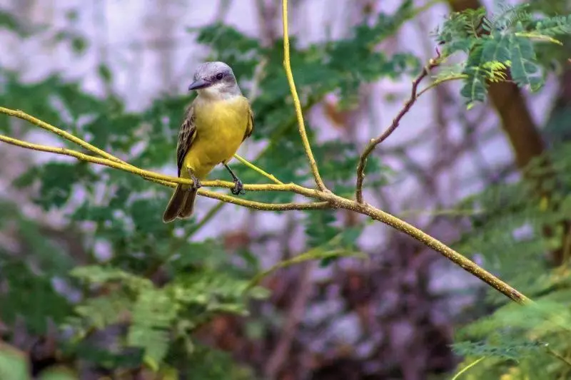 فندق Hacienda De Vallarta Centro