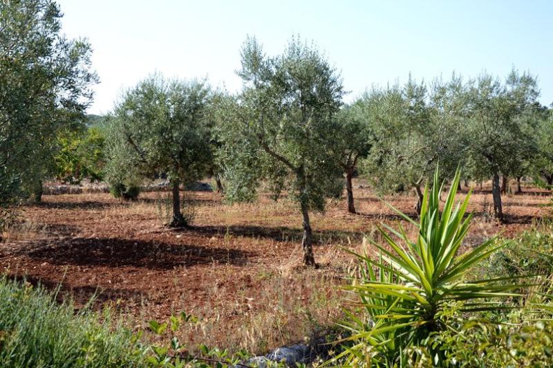 فندق Masseria Magli Resort