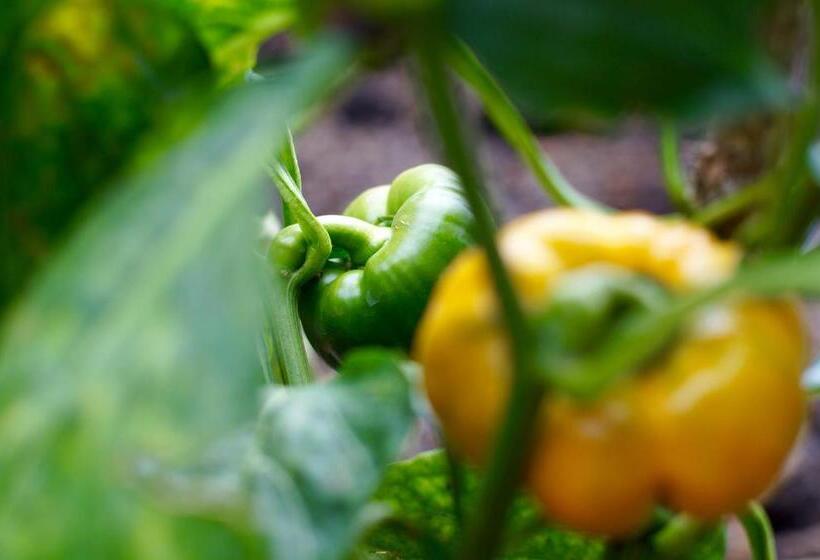 فندق Arusha Villa Karamu Coffee Estate