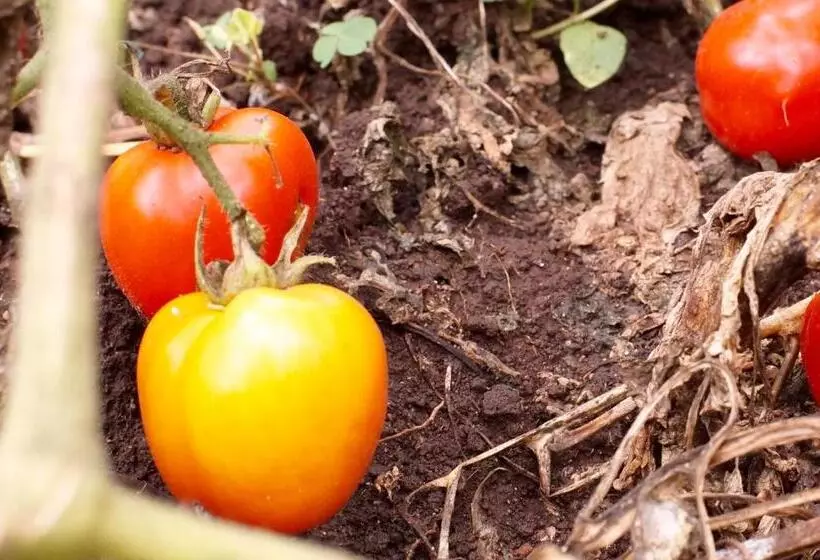 Hotelli Arusha Villa Karamu Coffee Estate