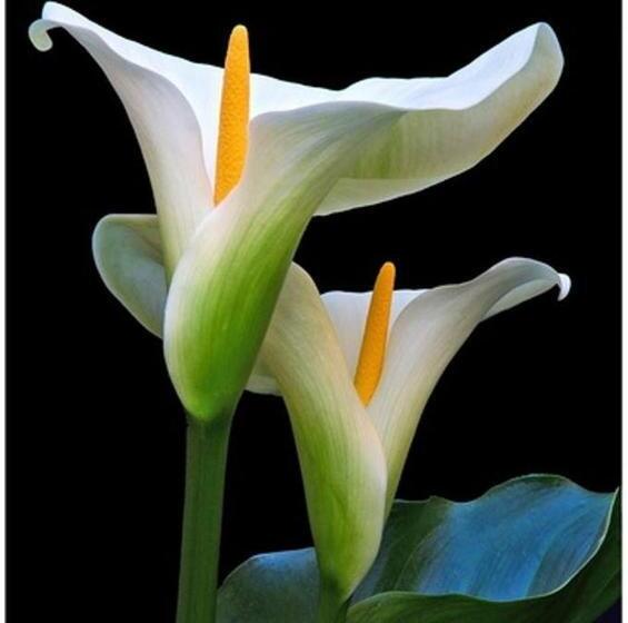 Bed & Breakfast Las Calas