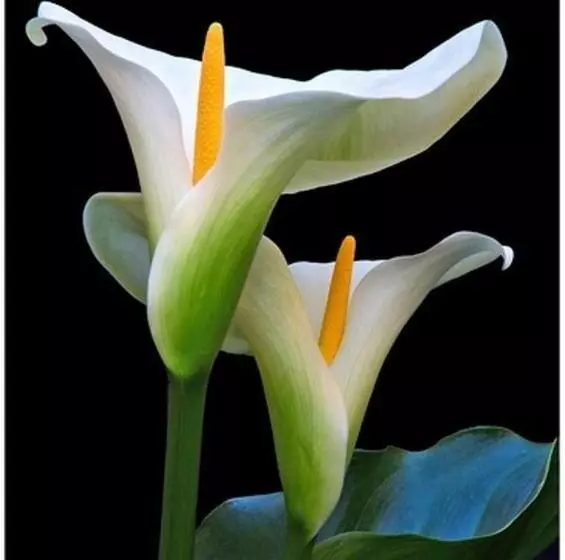 ベッドアンドブレックファースト Las Calas