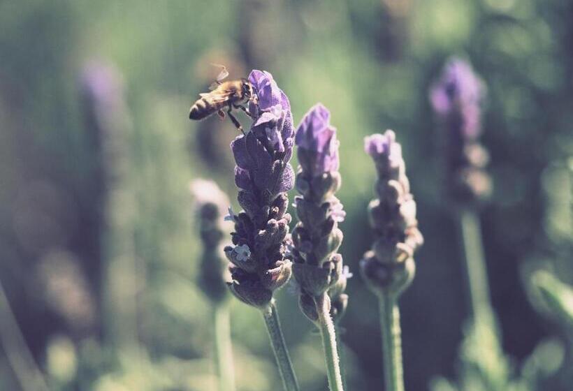 Общежитие The Ostrich Inn