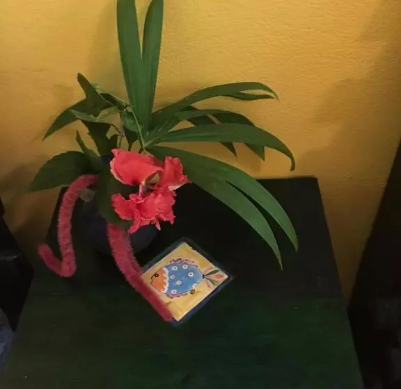 Hotelli Cabinas Guarana