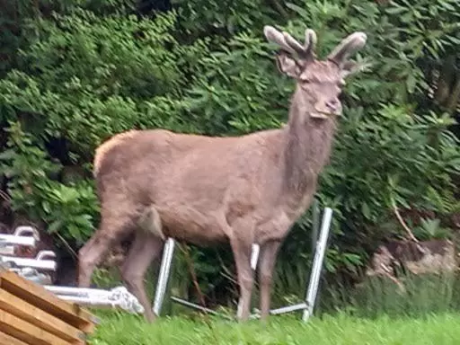 Rowantreebank Bed And Breakfast